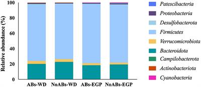 Antibiotic removal does not affect cecal microbiota balance and productive parameters in LP robust rabbit line